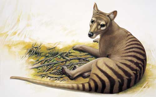 http://facinatingamazinganimals.files.wordpress.com/2012/05/thylacine.jpg%3Fw%3D538