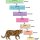 Animal Taxonomy (Animal Trees)