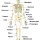 Skeletal System – Skeletons, Joints & Bones - part one