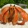 Caring for Hermit Crabs - Crustaceans