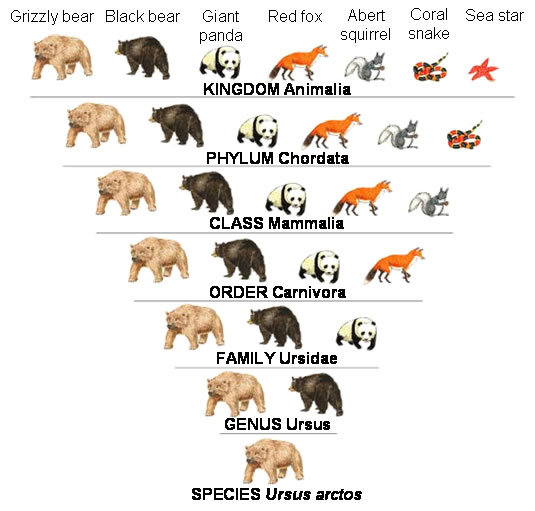 Classification of Grizzly Bear | Fascinating Animals